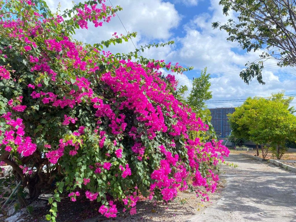 tips agar pohon bougenvile berbunga